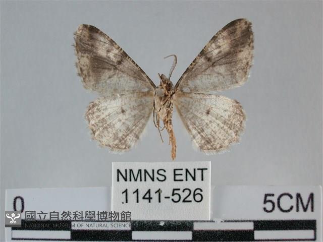 雙峰霜尺蛾藏品圖，第2張