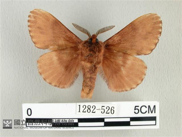 臺灣鋸紋枯葉蛾藏品圖，第2張