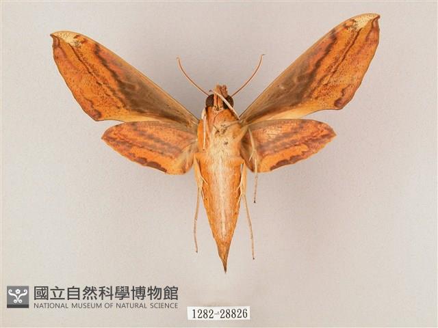 綠背斜紋天蛾藏品圖，第2張