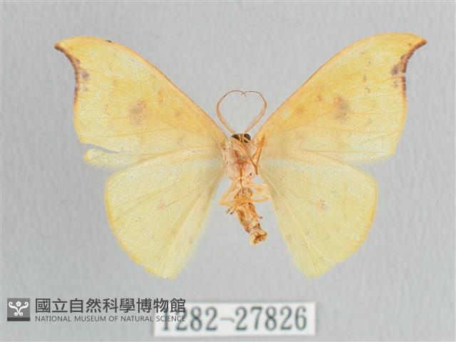 彎黑黃鉤蛾藏品圖，第2張