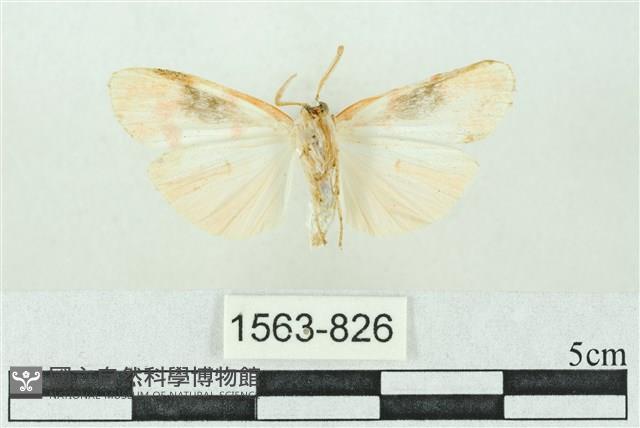 臺雪苔蛾藏品圖，第2張