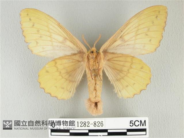 青枯葉蛾藏品圖，第2張