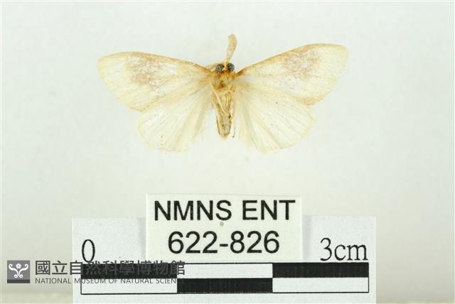 寬紋黃毒蛾藏品圖，第2張