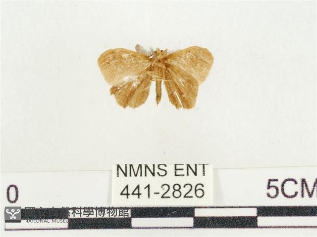 小白紋毒蛾藏品圖，第2張