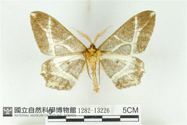 樹形尺蛾藏品圖，第2張