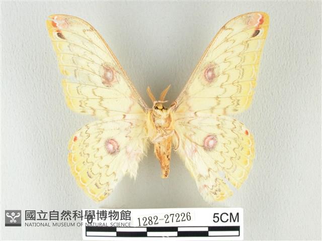 黃豹天蠶蛾藏品圖，第2張