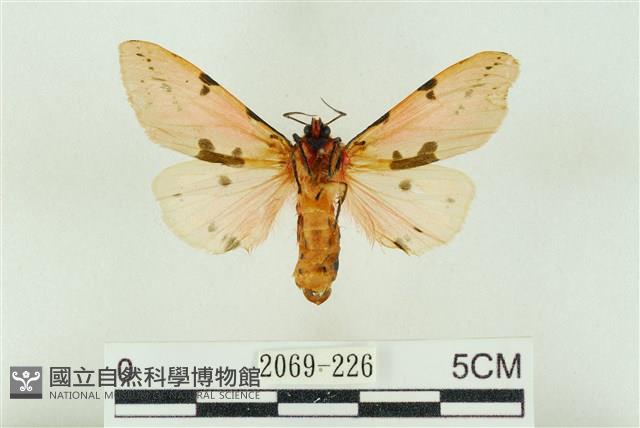 棍棒污燈蛾藏品圖，第2張