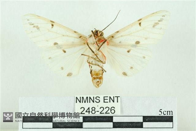 菊池污燈蛾藏品圖，第2張