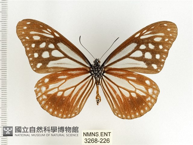 斯氏絹斑蝶藏品圖，第2張