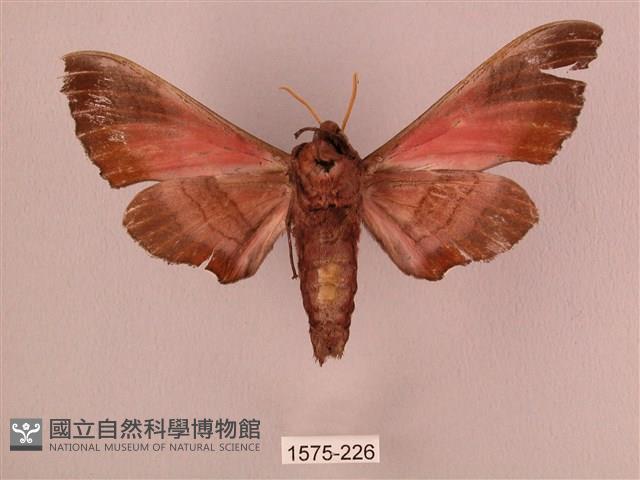 桃紅六點天蛾藏品圖，第2張