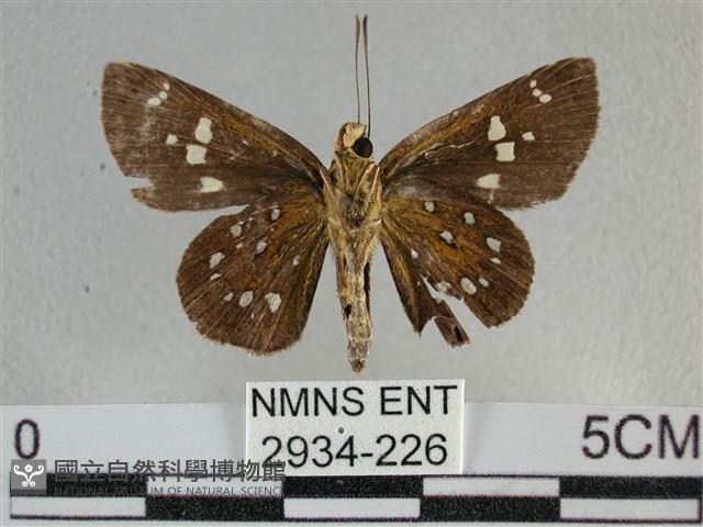 白斑弄蝶藏品圖，第2張