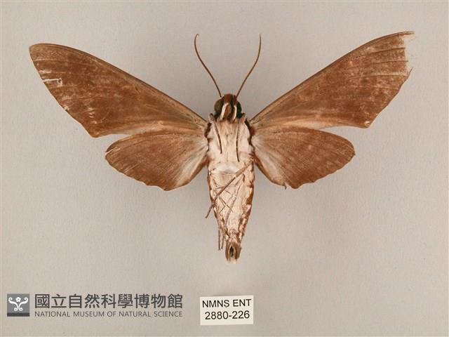 粗斜紋天蛾藏品圖，第2張