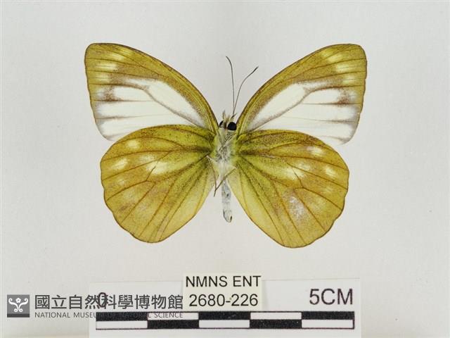 淡褐脈粉蝶藏品圖，第2張