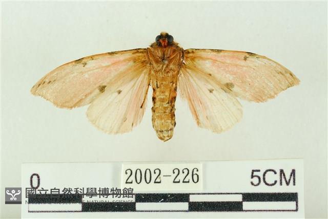 棍棒污燈蛾藏品圖，第2張