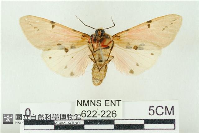 棍棒污燈蛾藏品圖，第2張