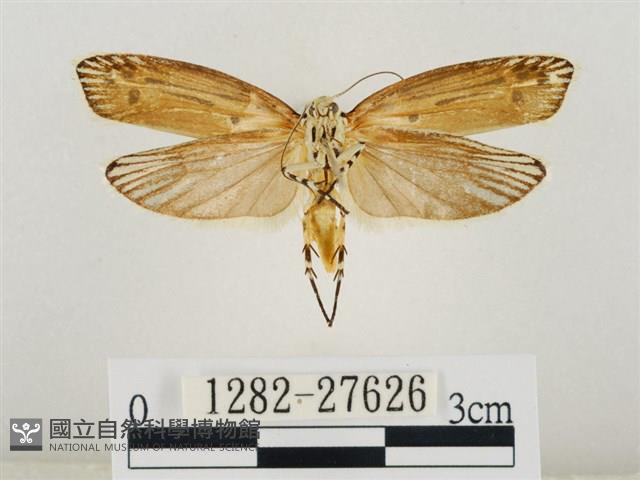 線紋篩蛾藏品圖，第2張