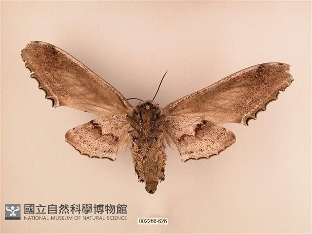 臺灣鋸翅天蛾藏品圖，第2張