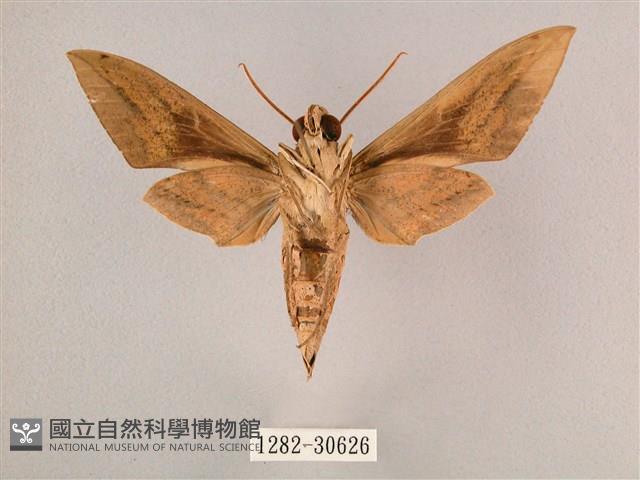 背帶斜紋天蛾藏品圖，第2張