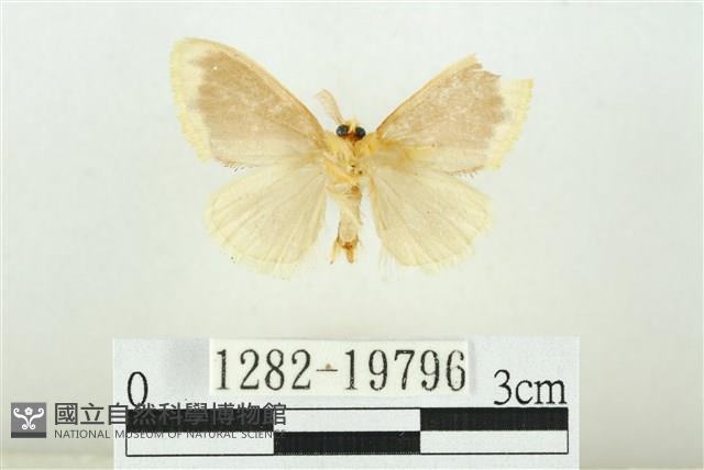 黑翅黃毒蛾藏品圖，第2張