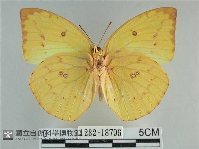 遷粉蝶、淡黃蝶藏品圖，第2張