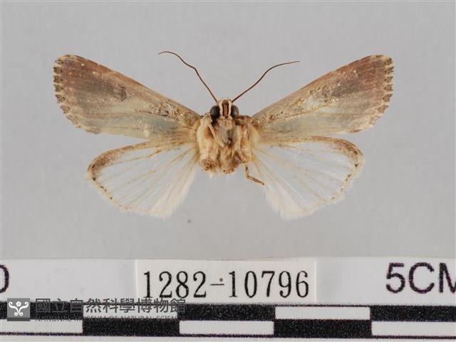 斜紋夜盜蛾藏品圖，第2張