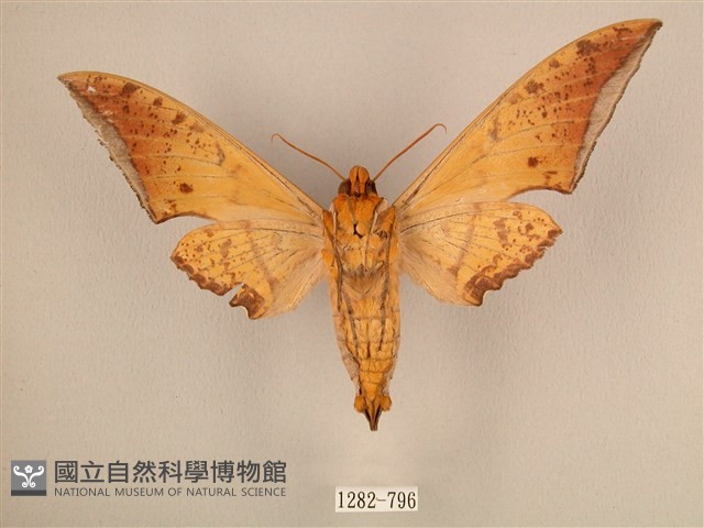 臺灣鷹翅天蛾藏品圖，第2張