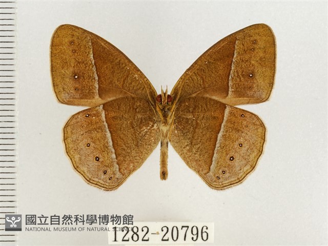淺色眉眼蝶藏品圖，第2張
