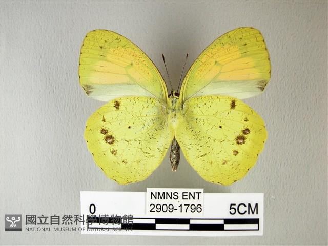 異粉蝶、雌白黃蝶藏品圖，第2張