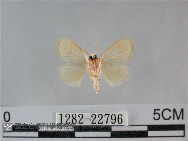 褐點仿眉刺蛾藏品圖，第2張