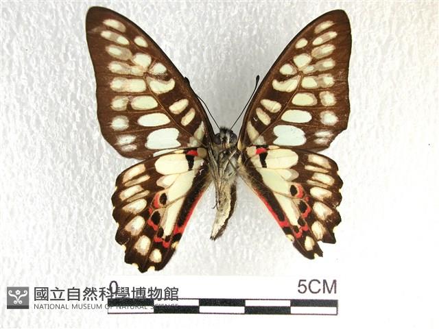木蘭青鳳蝶藏品圖，第2張
