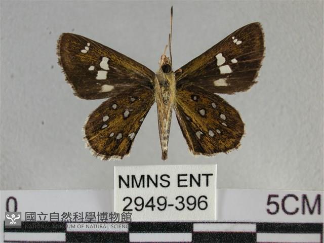 白斑弄蝶藏品圖，第2張