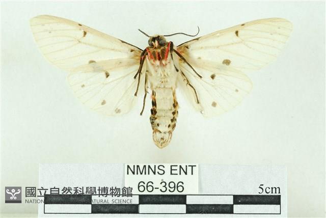 菊池污燈蛾藏品圖，第2張