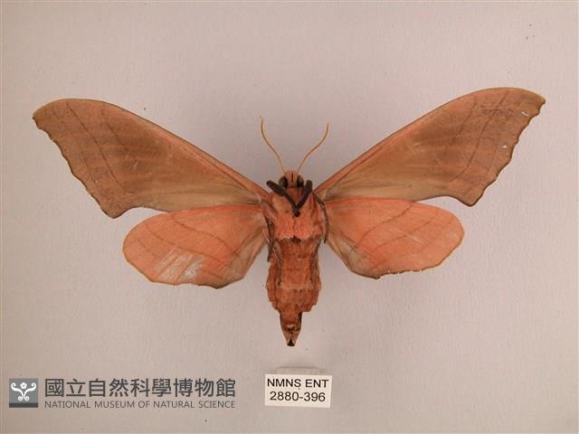 直翅六點天蛾藏品圖，第2張