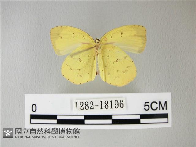 荷氏黃蝶藏品圖，第2張