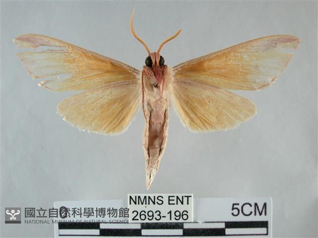 雙黃條天蛾藏品圖，第2張