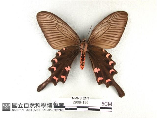 麝鳳蝶藏品圖，第2張