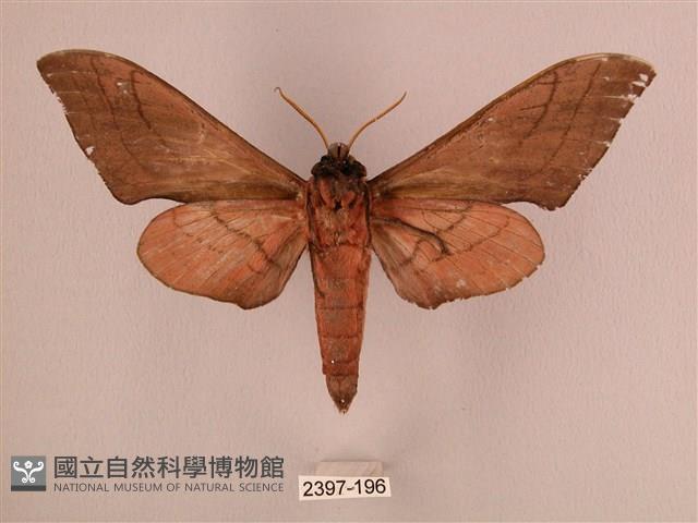 直翅六點天蛾藏品圖，第2張