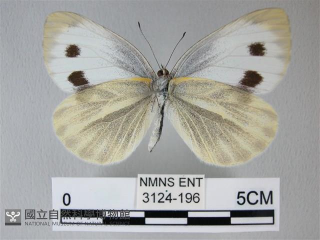 緣點白粉蝶藏品圖，第2張