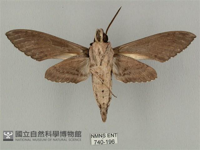 蝦殼天蛾藏品圖，第2張