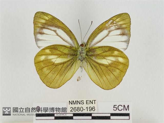 淡褐脈粉蝶藏品圖，第2張