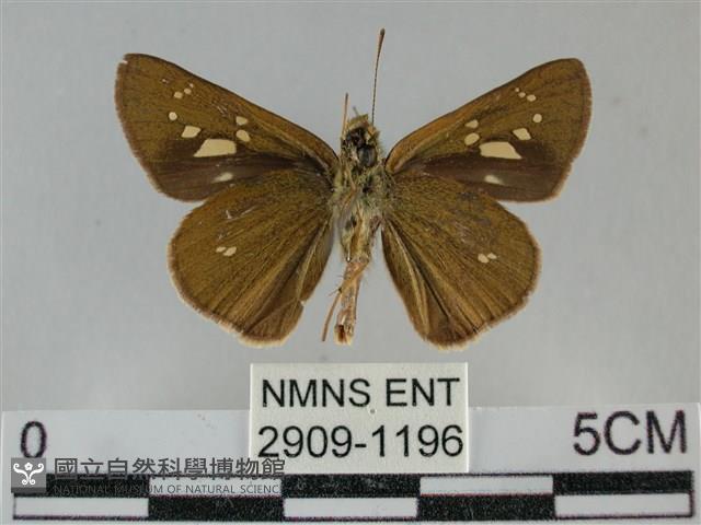 黃紋孔弄蝶藏品圖，第2張