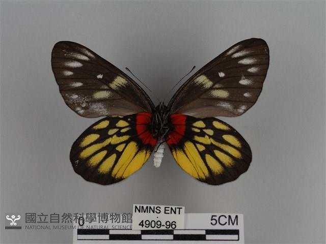 豔粉蝶藏品圖，第2張