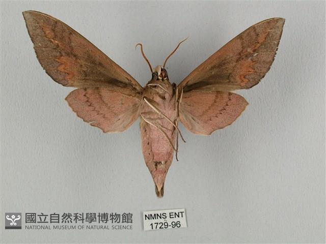 鋸線天蛾藏品圖，第2張