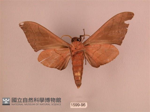 直翅六點天蛾藏品圖，第2張