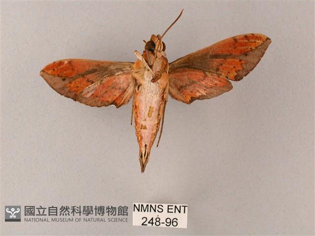 臺灣白肩天蛾藏品圖，第2張