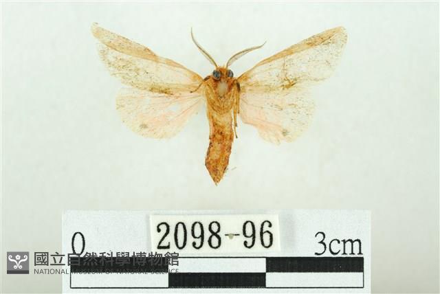 三條橙燈蛾藏品圖，第2張