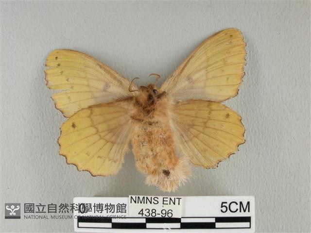 青枯葉蛾藏品圖，第2張