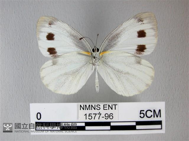 緣點白粉蝶藏品圖，第2張