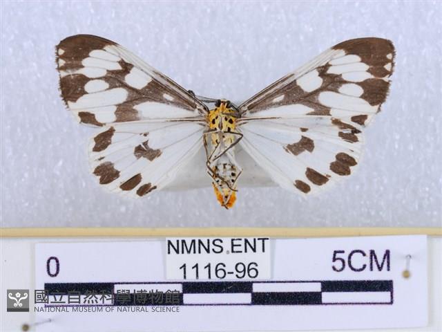 粉蝶燈蛾藏品圖，第2張