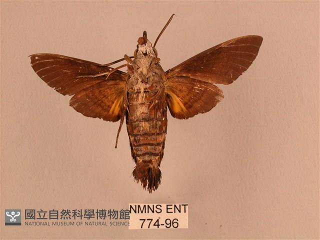 黃斑長喙天蛾藏品圖，第2張
